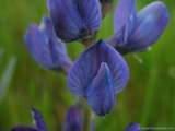 foto de flor de planta silvestre papilonaceae leguminoseae Lupinus Angustifolius L. , Altramuz azul (E.), narrow-leaved blue lupin (I.), Blaue Lupine , Schmalbl�ttrige Lupine (A.), Lupin � folioles �troites (F.), Lupino Azzurro (It.), Tremo�o-de-folhas-estreitas (P.), con tama�o de 160X120; ver distintas medidas disponibles a la derecha